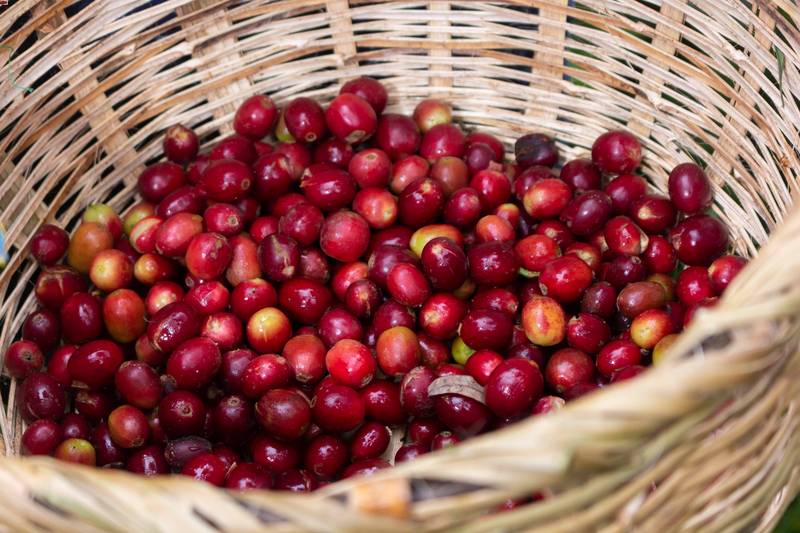 Guatemala Origins