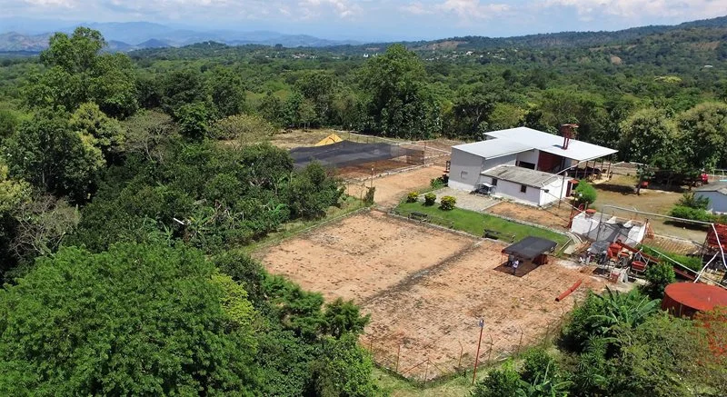 Guatemala Origins