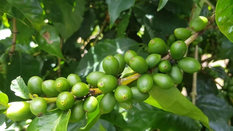 Guatemala Origins