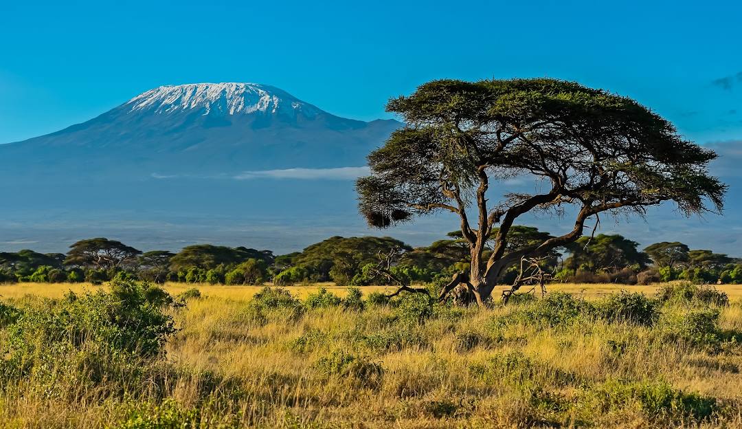 Kenya Origins