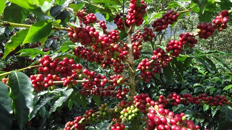 Guatemala Origins