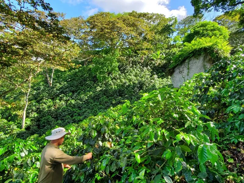 Guatemala Origins
