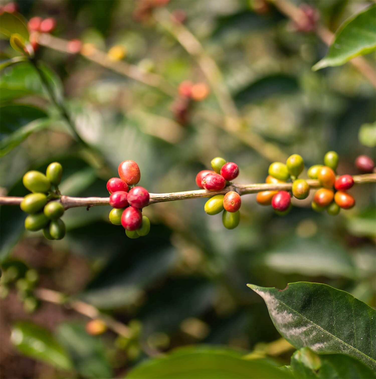Colombia Origin
