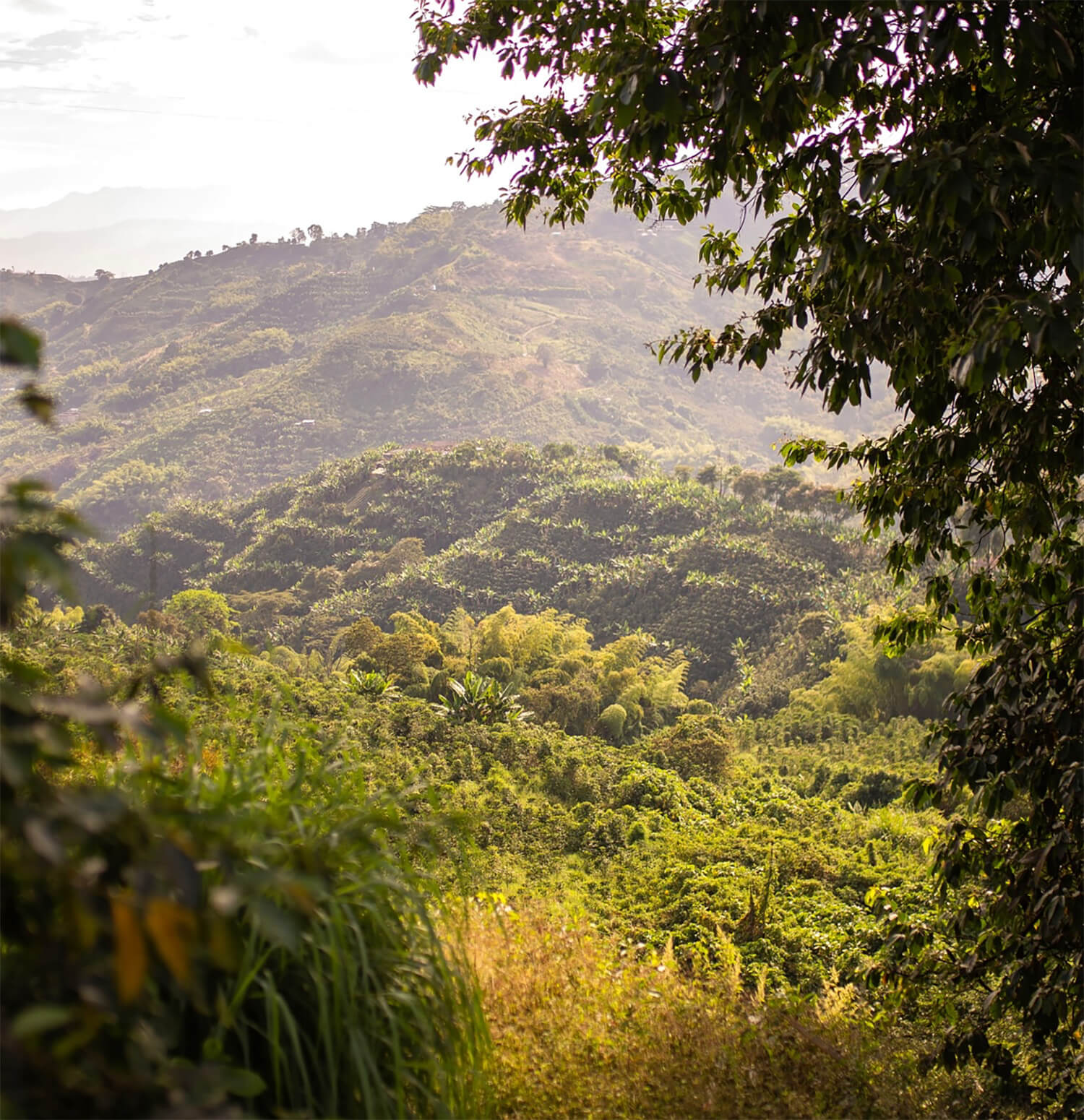 Colombia Origin